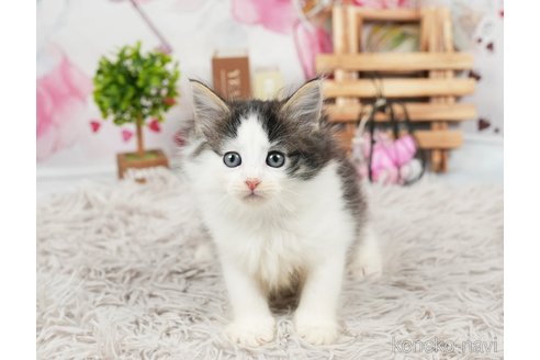 成約済の茨城県のノルウェージャンフォレストキャット-87683の1枚目
