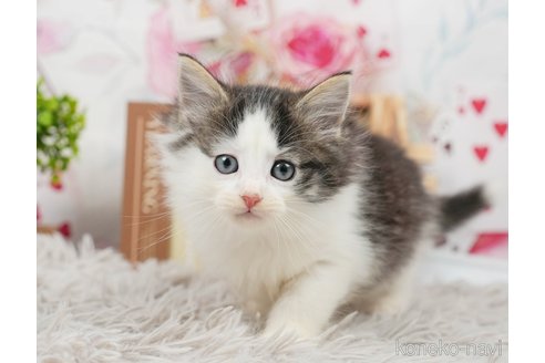 成約済の茨城県のノルウェージャンフォレストキャット-87683の5枚目
