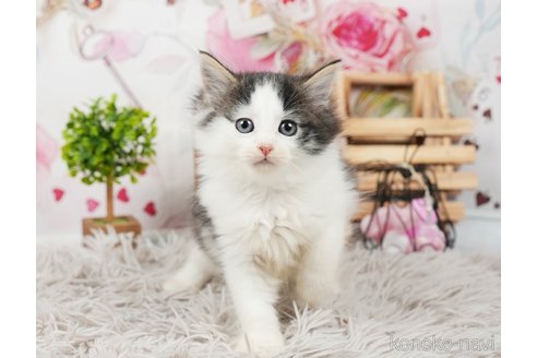 成約済の茨城県のノルウェージャンフォレストキャット-87683の4枚目