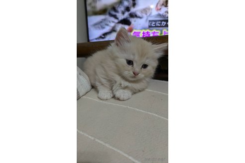 成約済の広島県のマンチカン(短足)-87726の2枚目