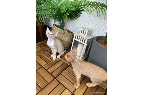 成約済の千葉県のデボンレックス-87652の2枚目
