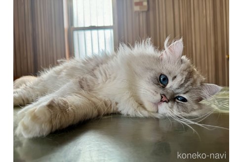成約済の千葉県のサイベリアン-85367の5枚目