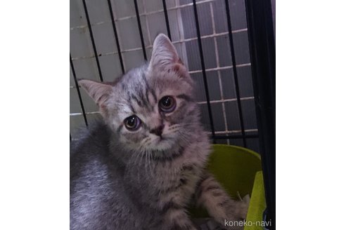 成約済の愛知県のスコティッシュフォールド-87624の7枚目