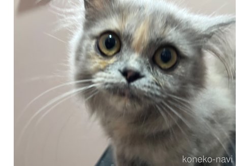 成約済の群馬県のミヌエット-82733の11枚目