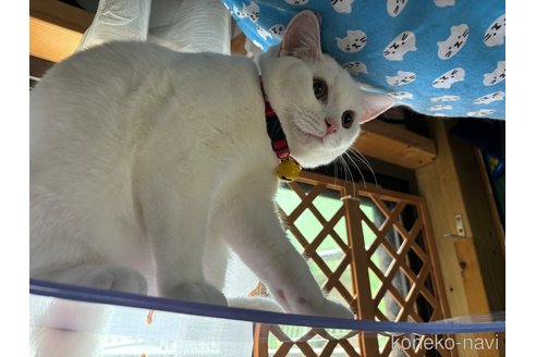 成約済の千葉県のスコティッシュフォールド-74131の11枚目