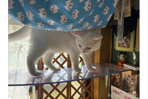成約済の千葉県のスコティッシュフォールド-74131の12枚目