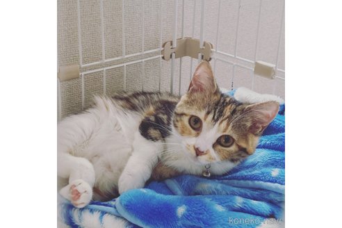 くるみちゃん1枚目