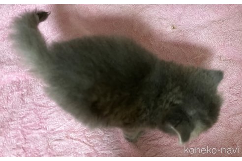成約済の福岡県のラムキン-87886の4枚目