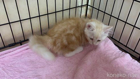 成約済の福岡県のミックス-85874の7枚目
