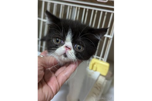 成約済の愛知県のエキゾチックショートヘア-86458の6枚目