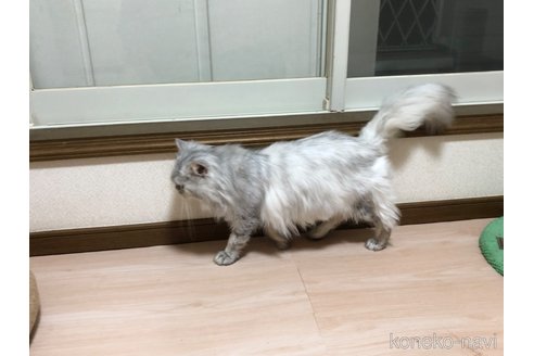 シェイクくん1枚目