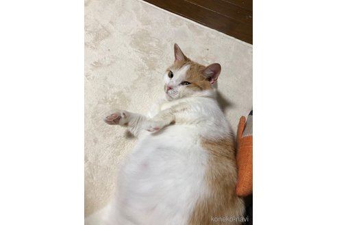 の千葉県の-