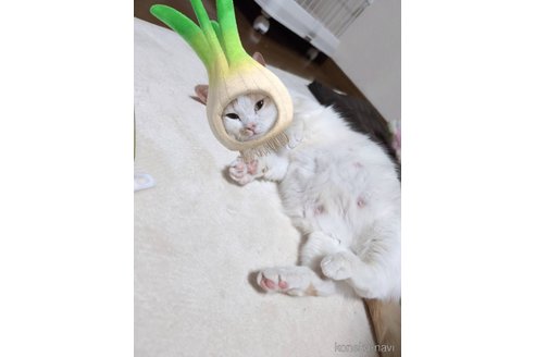 めんまちゃん1枚目