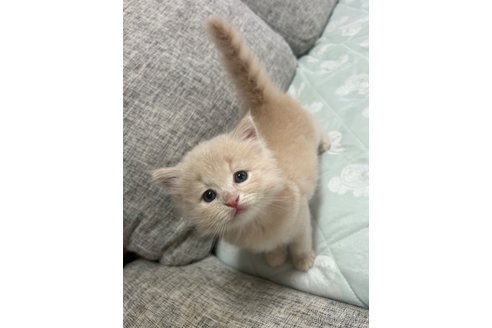 成約済の茨城県のサイベリアン-87220の7枚目