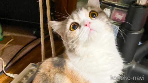 ナナちゃん1枚目