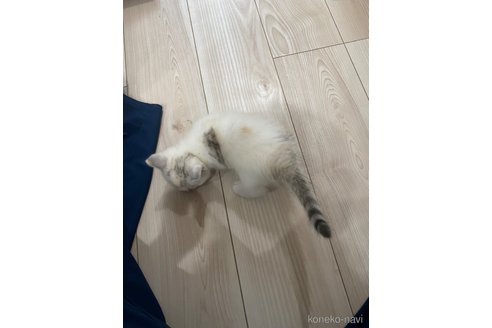 成約済の千葉県のミヌエット(短足)-87901の4枚目