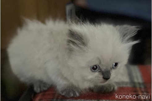 成約済の埼玉県のヒマラヤン-87935の16枚目