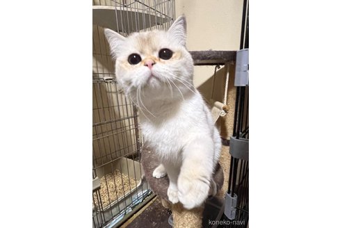 ののブリティッシュショートヘア-