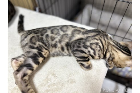 成約済の愛知県のベンガル-83545の4枚目