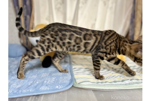 成約済の愛知県のベンガル-83546の4枚目