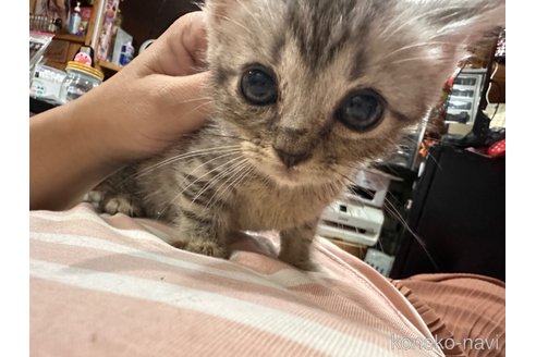 成約済の兵庫県のマンチカン(短足)-87967の5枚目