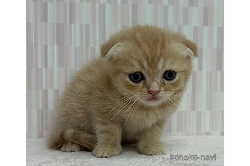 成約済の千葉県のスコティッシュフォールド(折れ耳)-87977の4枚目