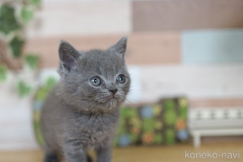 成約済の北海道のブリティッシュショートヘア-87999の3枚目