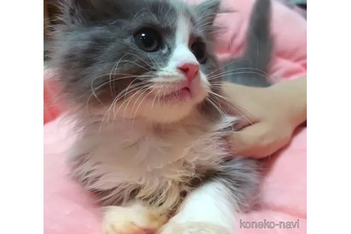 成約済の愛知県のミヌエット-88019の1枚目