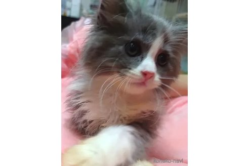 成約済の愛知県のミヌエット-88019の2枚目