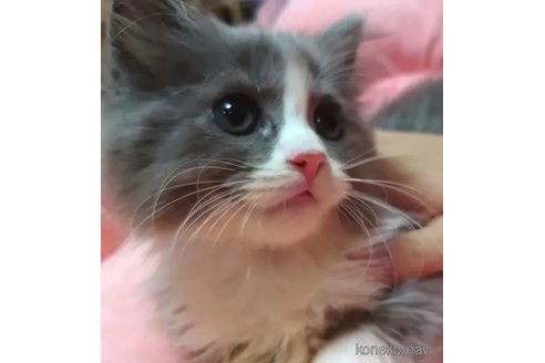 成約済の愛知県のミヌエット-88019の3枚目