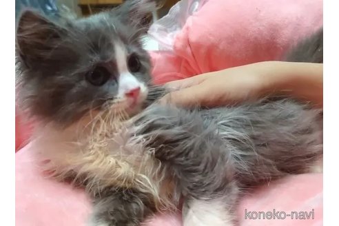 成約済の愛知県のミヌエット-88019の4枚目