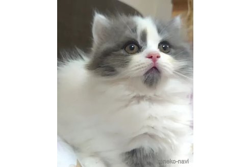 成約済の愛知県のミヌエット(短足)-88024の3枚目