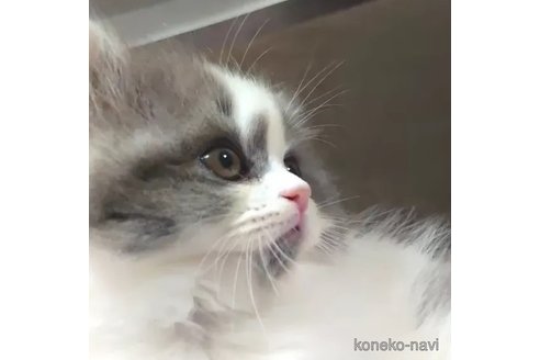 成約済の愛知県のミヌエット(短足)-88024の4枚目