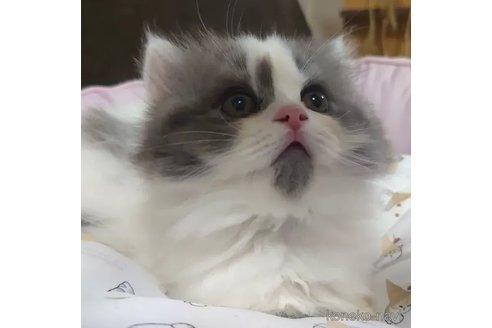 成約済の愛知県のミヌエット(短足)-88024の2枚目