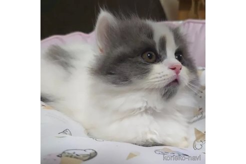 成約済の愛知県のミヌエット(短足)-88024の5枚目