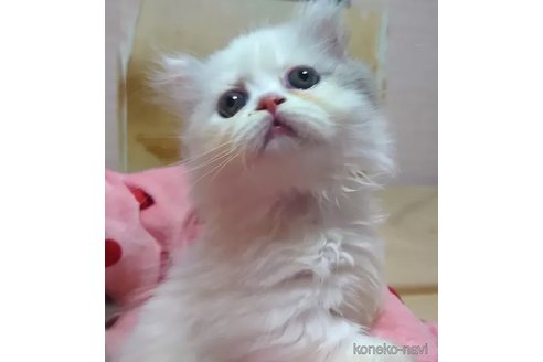 成約済の愛知県のミヌエット(短足)-88025の5枚目