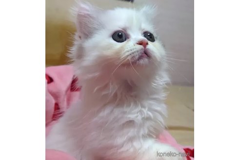 成約済の愛知県のミヌエット(短足)-88025の2枚目