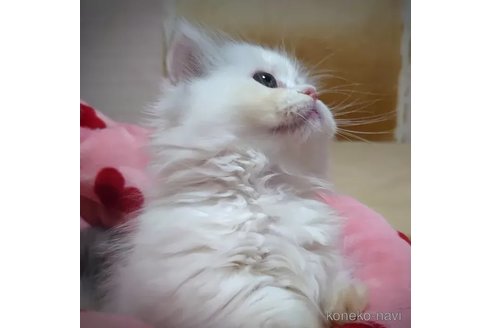 成約済の愛知県のミヌエット(短足)-88025の3枚目