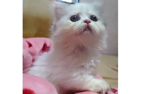 成約済の愛知県のミヌエット(短足)-88025の4枚目