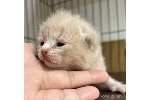 成約済の栃木県のスコティッシュフォールド-88046の3枚目
