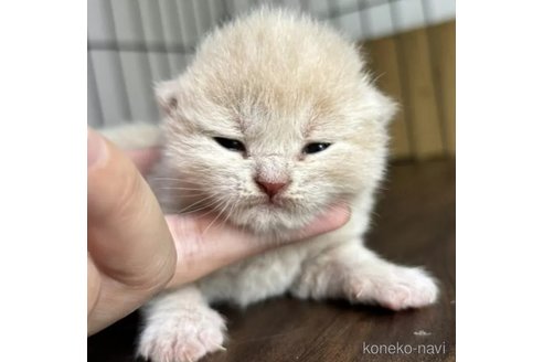 成約済の栃木県のスコティッシュフォールド-88049の2枚目