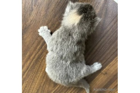 成約済の栃木県のスコティッシュフォールド-88054の3枚目