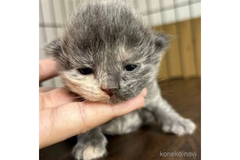 成約済の栃木県のスコティッシュフォールド-88054の2枚目