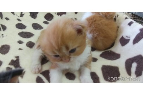 成約済の愛知県のスコティッシュフォールド-88056の4枚目