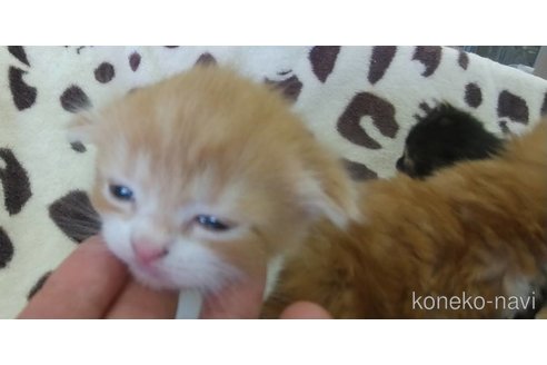 成約済の愛知県のスコティッシュフォールド(折れ耳)-88059の5枚目