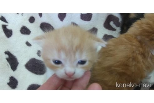 成約済の愛知県のスコティッシュフォールド(折れ耳)-88059の4枚目