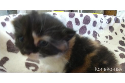 成約済の愛知県のスコティッシュフォールド-88061の4枚目