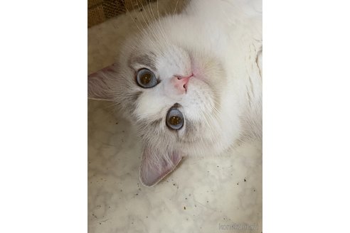 にこちゃん1枚目