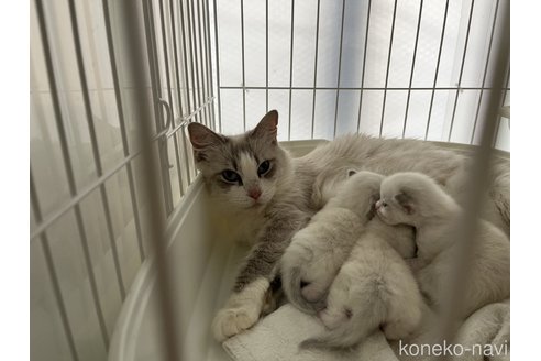 にこちゃん1枚目