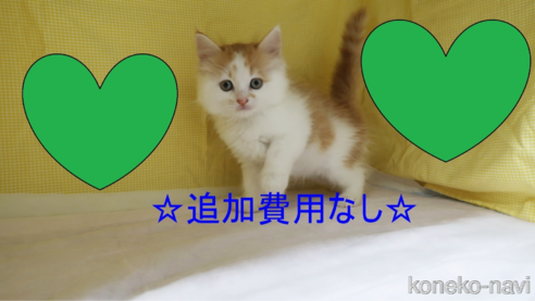 成約済の東京都のサイベリアン-88101の1枚目
